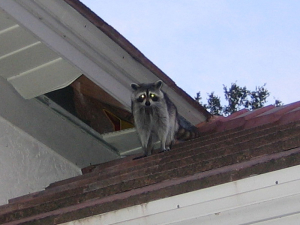 raccoon destroying the soffit of a roof