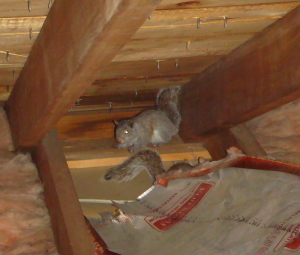 squirrels entered through the roof and chewed wiring and wood