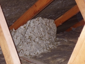 wasp nest under rafters